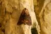 Abrostola triplasia